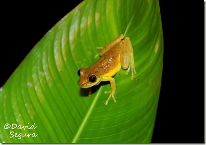 Scinax elaeochrous Scinax elaeochrous