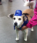 All Dogs Deserve the Royal Treatment!