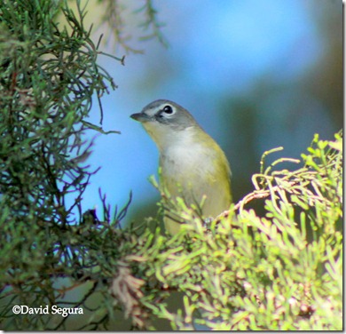 Vireo solitarius 3 Vireo solitarius 3