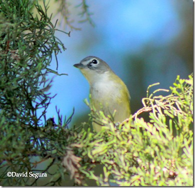 Vireo solitarius 3