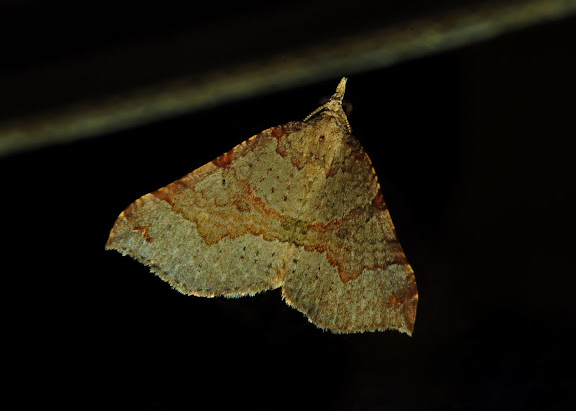 Geometridae : Larentiinae : Hydriomenini : Anachloris uncinata GUÉNÉE, 1858. Umina Beach (NSW, Australie), 20 octobre 2011. Photo : Barbara Kedzierski
