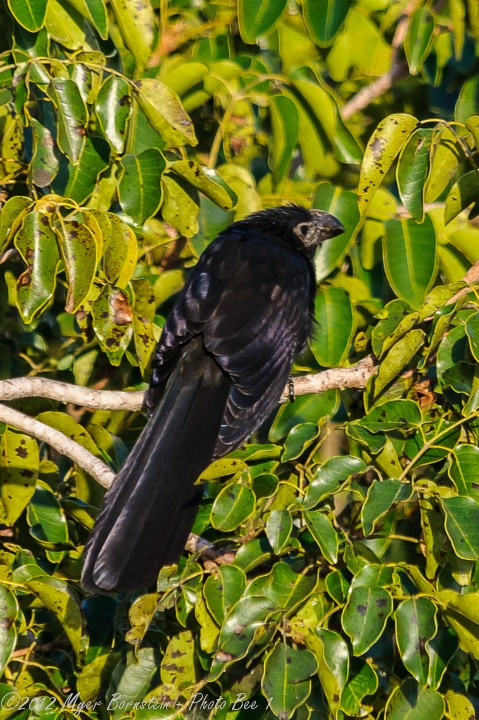 [Smooth-billed%2520Ani%2520%2528Crotophaga%2520ani%2529%2520%2520_MSB7755Everglades%2520NP%2520February%252017%252C%25202010%2520NIKON%2520D300S%255B4%255D.jpg]