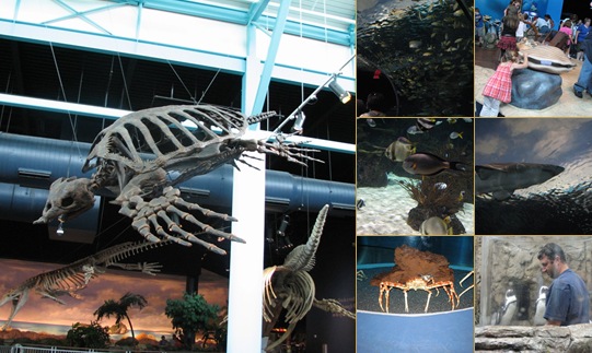 View Ripley's Aquarium of the Smokies
