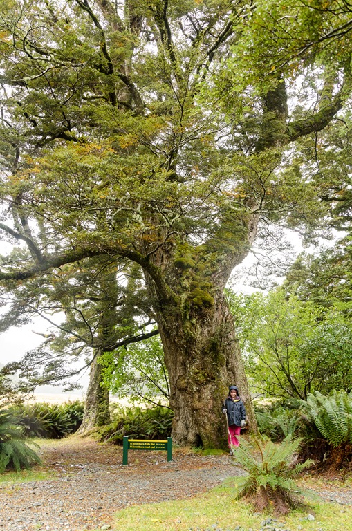 [Routeburn-653.jpg]