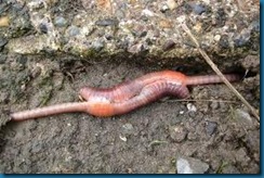 worms mating