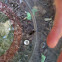Ant mimic spider