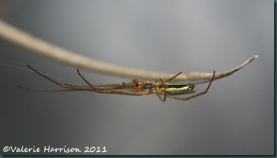 tetragnatha-extensa-1