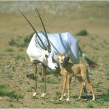 wildlife foto album Oman