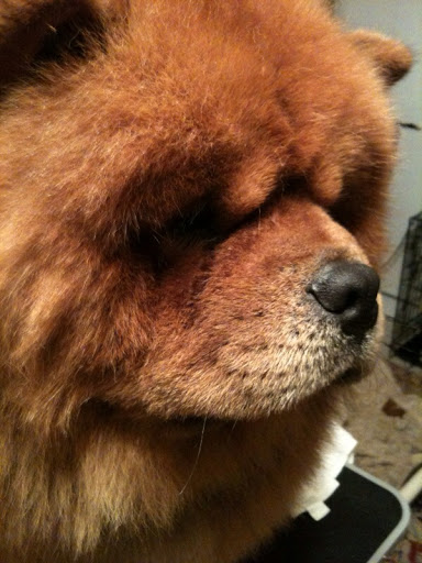 Now that I'm dry and brushed, I'm ready to go!