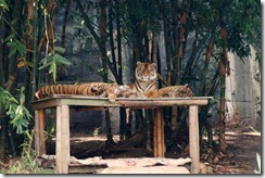 Tiger family, Taronga Zoo