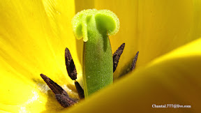 The Heart of a Tulip Macro Shot of a Yellow Tulip Stamen and Pistil For purchase options, please visit: www.zazzle.com/bedazzle_*/ www.redbubble.com/people/chantalc www.imagekind.com/MemberProfile.aspx?MID=0ce77662-2c03-43db-a99e-624f597d2c1a http://fineartamerica.com/profiles/chantal-c.html www.bigstockphoto.com/profile/Chantal%20PhotoPix www.dreamstime.com/Chantal777_info Join me on Facebook http://www.facebook.com/chantal.photopix?v=info#!/chantal.photopix Follow me on Twitter! https://twitter.com/#!/ChantalPhotoPix Join me on LinkedIn http://www.linkedin.com/profile/view?id=138372879&authType=name&authToken=uTXK&locale=en_US&pvs=pp&trk=ppro_viewmore Squidoo Lens http://www.squidoo.com/lensmasters/ChantalPhotoPix