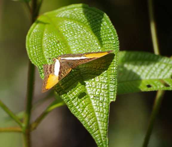 Adelpha cytherea (LINNAEUS, 1758). Saut Athanase, 7 novembre 2012. Photo : J.-M. Gayman