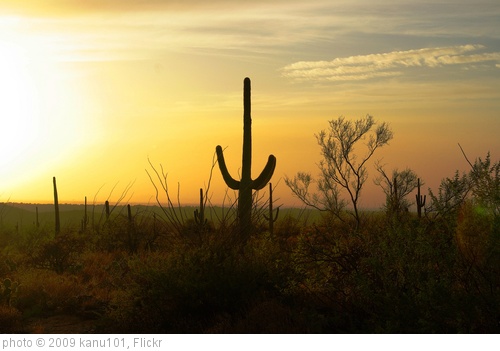 'Saguaro with sunset' photo (c) 2009, kanu101 - license: http://creativecommons.org/licenses/by/2.0/