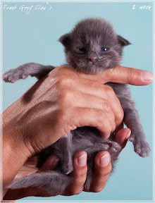 Фото котенка мейн-кун Frant возраст 2 недели | Питомник Grey Claw`s