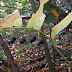 Polygonatum%252520sp.%25252c%252520tsaghkadzor%25252c%2525202012.09.15