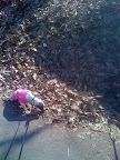 And Pepper felt the dry leaves needed some watering for sure!