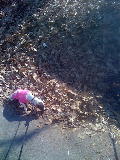 And Pepper felt the dry leaves needed some watering for sure!