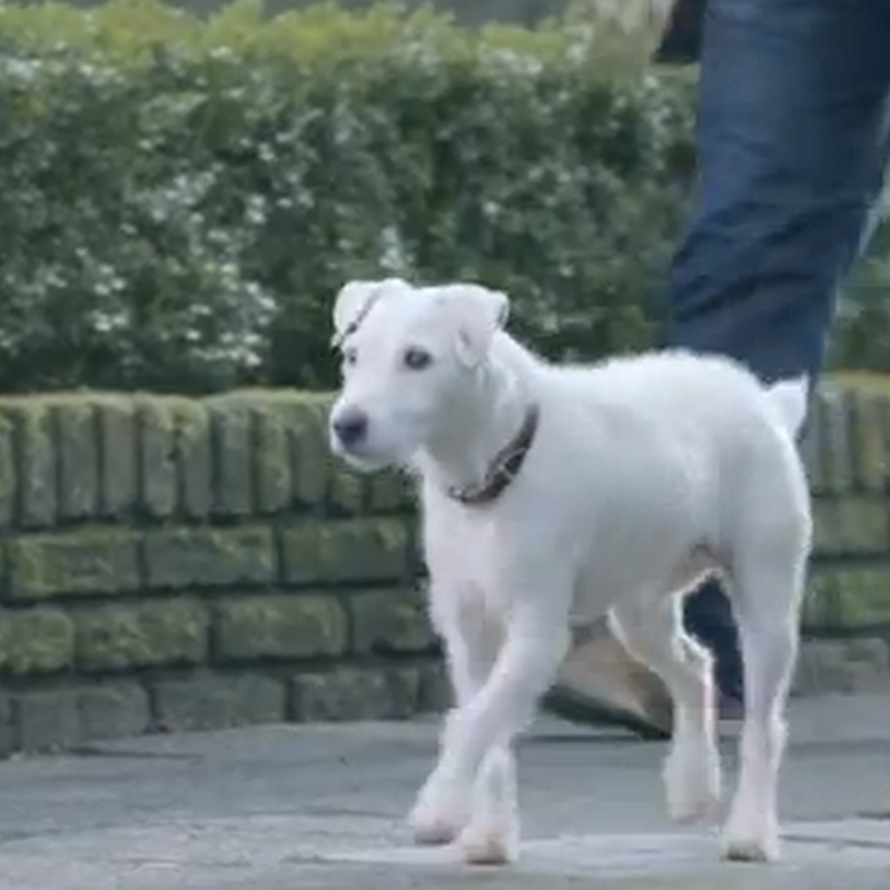 El perro el mejor amigo de VW