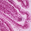 simple columnar absorptive ep. w goblet cell3.jpg