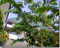 Foto0741 Foto0741
