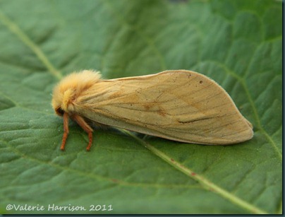 ghost-moth-female-side