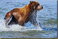 _Bear in Water ROT4056  NIKON D3S September 03, 2011