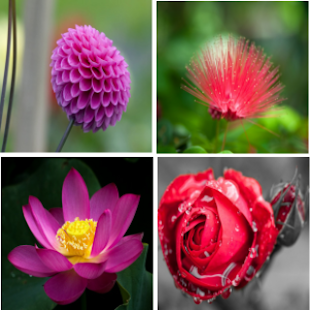 How to install Flower Wallpaper 1.0 apk for laptop