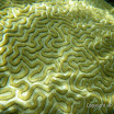  Snorkel Buck Island Reef 