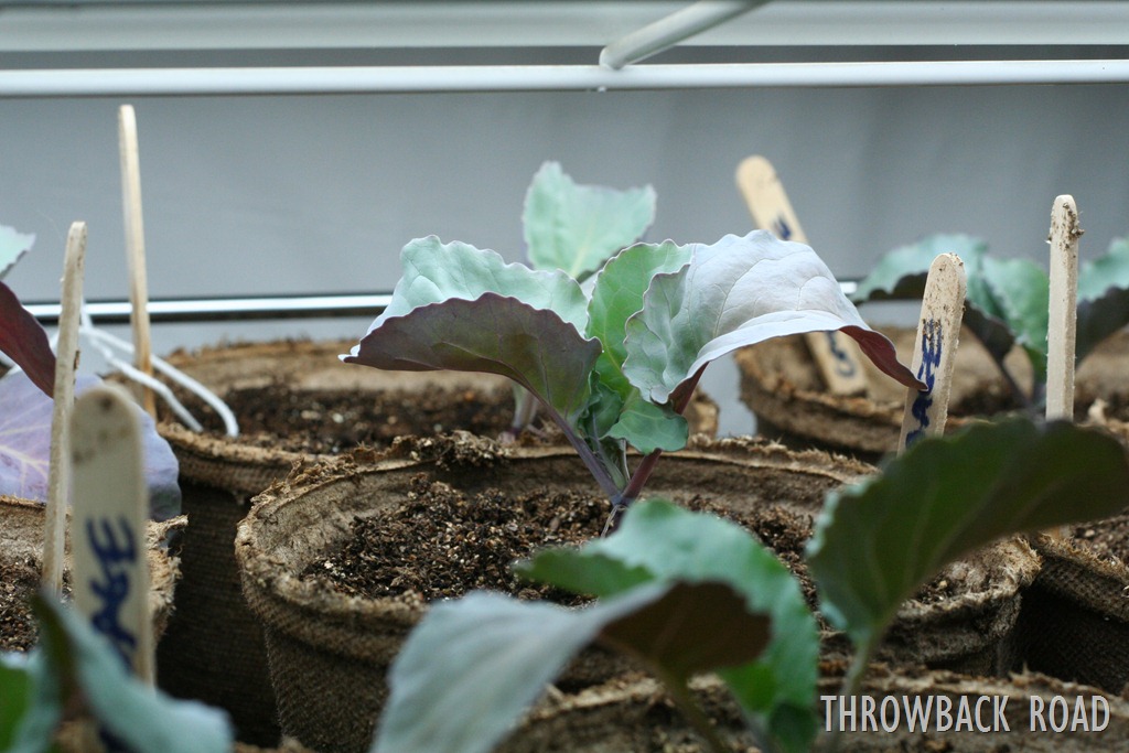 [plant%2520update%2520011%255B3%255D.jpg]