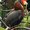 Hornbill