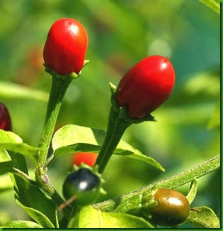 Capsicum chacoense Capsicum chacoense