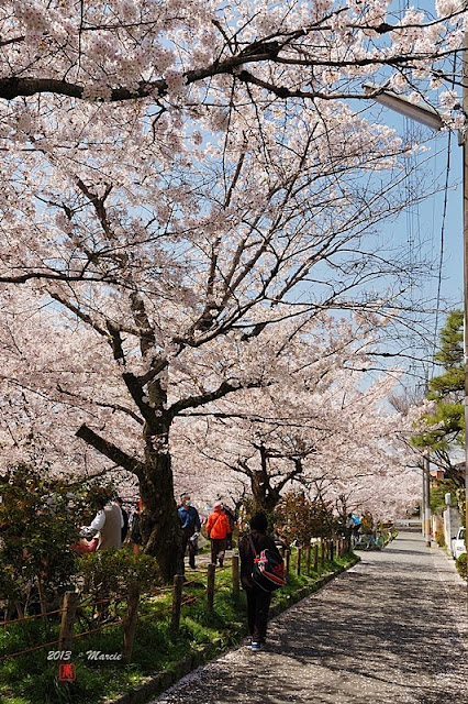 京都白川疏水櫻花