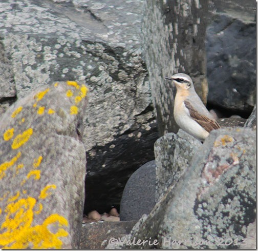 wheatear