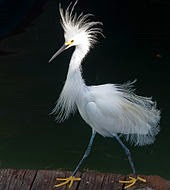 Snowy_Egret