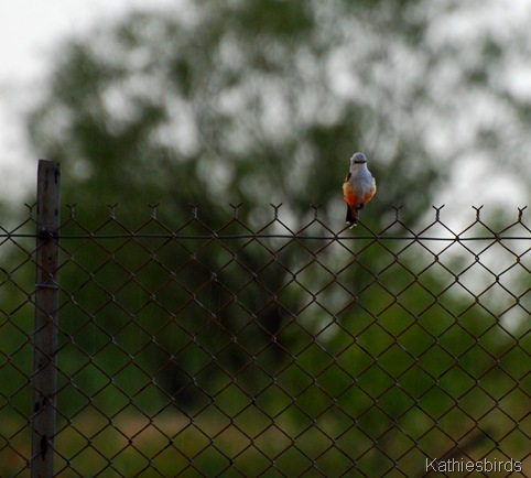 13. Scissor-tailed flycatcher Texas rest area