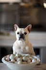 Do you think we should give all of our hens names, too?  That would be a lot of names!