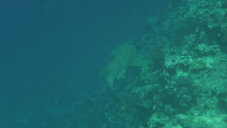 Zebrahai vor Mariners Cave.
