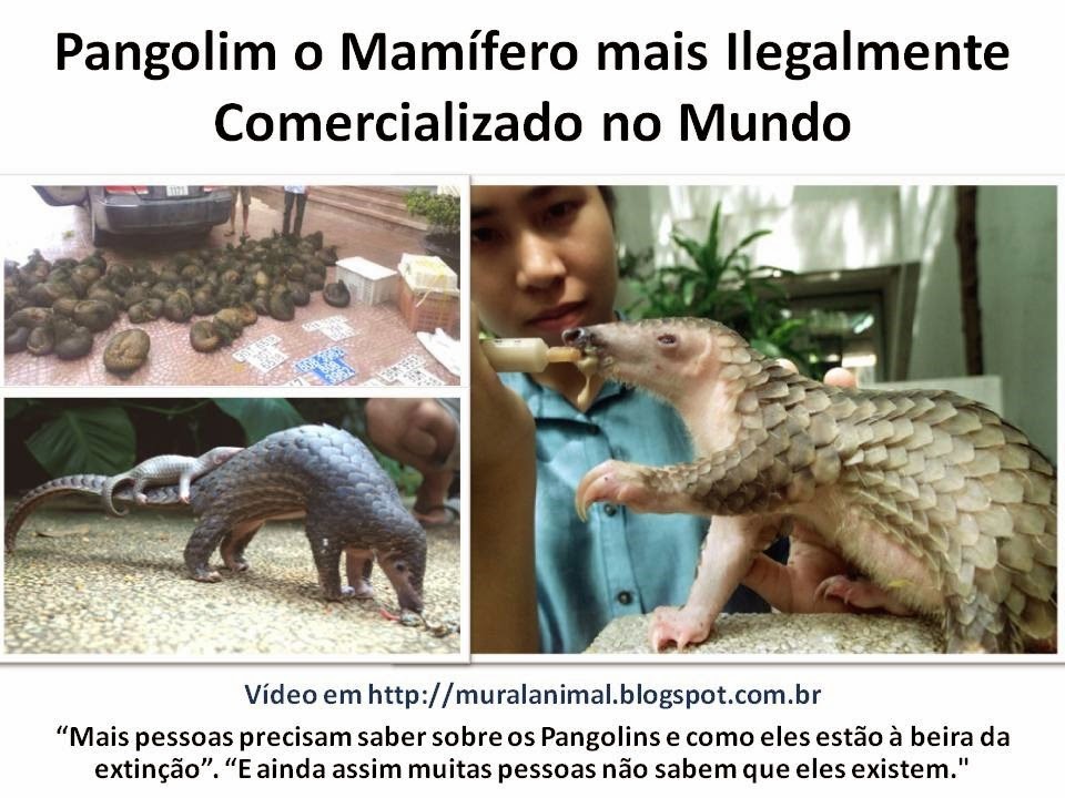 [Pangolim%2520o%2520Mam%25C3%25ADfero%2520mais%2520Ilegalmente%2520Comercializado%2520no%2520Mundo%255B7%255D.jpg]