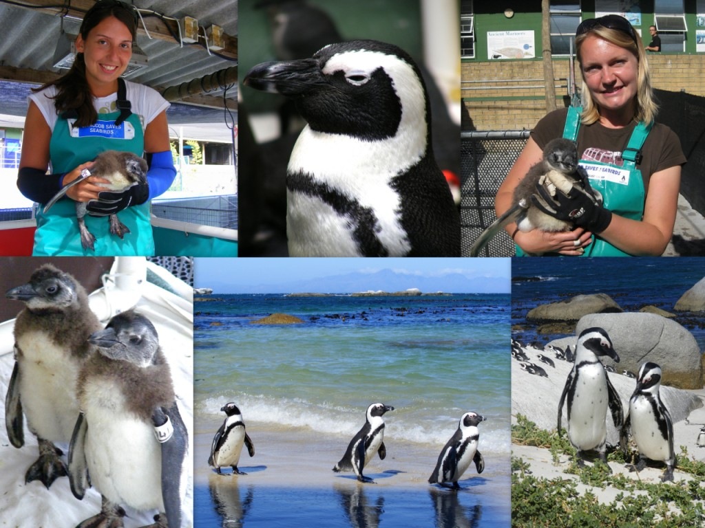 [SANCCOB%2520-%2520Copy%255B5%255D.jpg]