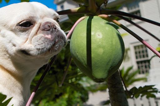 Francesca, I've also heard that green papaya fruit is rich in papain, a natural meat tenderizer.  So I say, let's pick this baby and go catch us a squirrel!