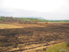 Burned fields in south-eastern Serbia..