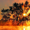 sunsets-trees (71).jpg