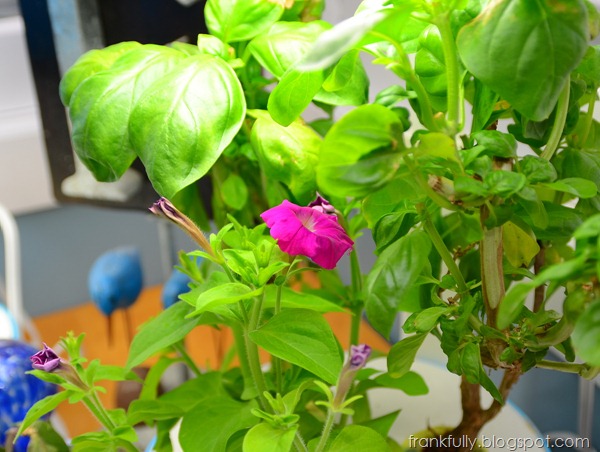 first flowers from Love Blooms AeroGarden seed kit first flowers from Love Blooms AeroGarden seed kit