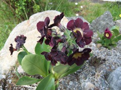 DSCF2253