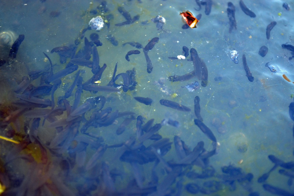 [A%2520tadpole%2520closer%255B3%255D.jpg]