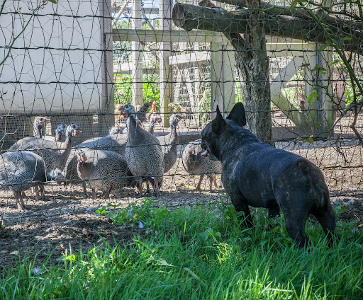 Do you think that Martha will ever let you wander around the farm in the daytime so that you can feast on all of the pesky bugs on the farm? Isn't that what you do so well? Do you think that Martha will ever let you wander around the farm in the daytime so that you can feast on all of the pesky bugs on the farm? Isn't that what you do so well?