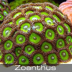 Zoanthus-green.jpg