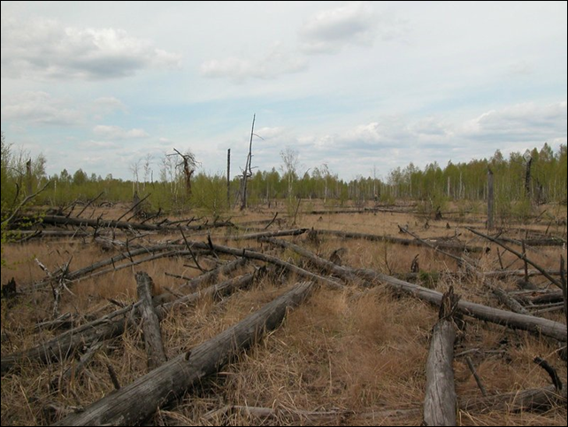 Fallen trees in Chernobyl's infamous red forest. 'Apart from a few ants, the dead tree trunks were largely unscathed when we first encountered them,' says Timothy Mousseau, a biologist at the University of South Carolina, Columbia. 'It was striking, given that in the forests where I live, a fallen tree is mostly sawdust after a decade of lying on the ground.' Photo: T.A.Mousseau and A.P. M&oslash;ller
