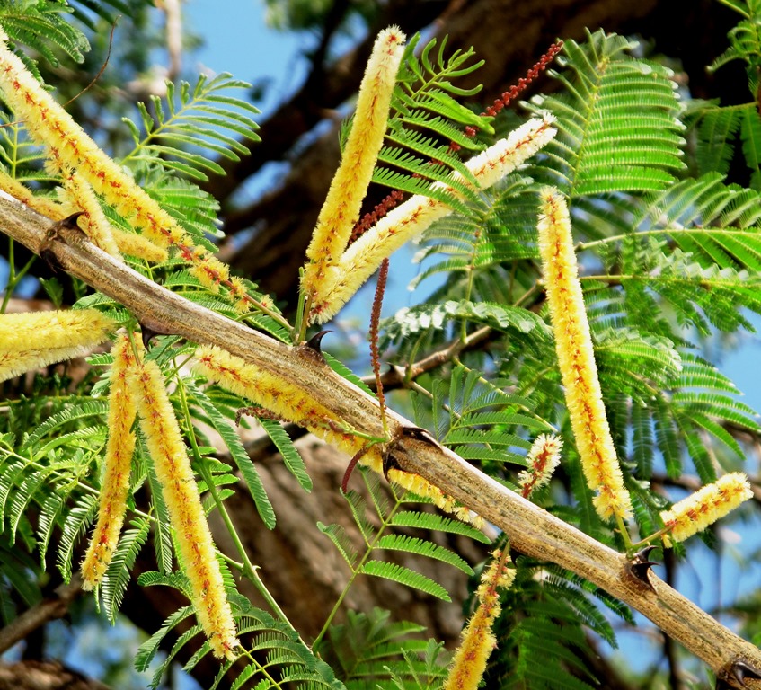 [Acacia_catechu1%255B2%255D.jpg]