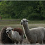 – Alpakas – Alpakas